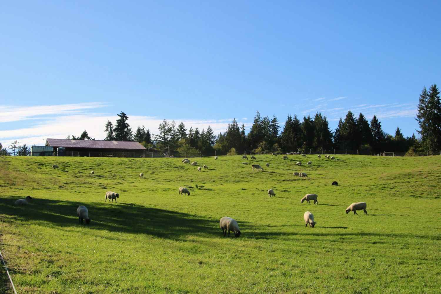 Sheep graze on the rolling green fields of Kaukiki Farm in Longbranch, WA.