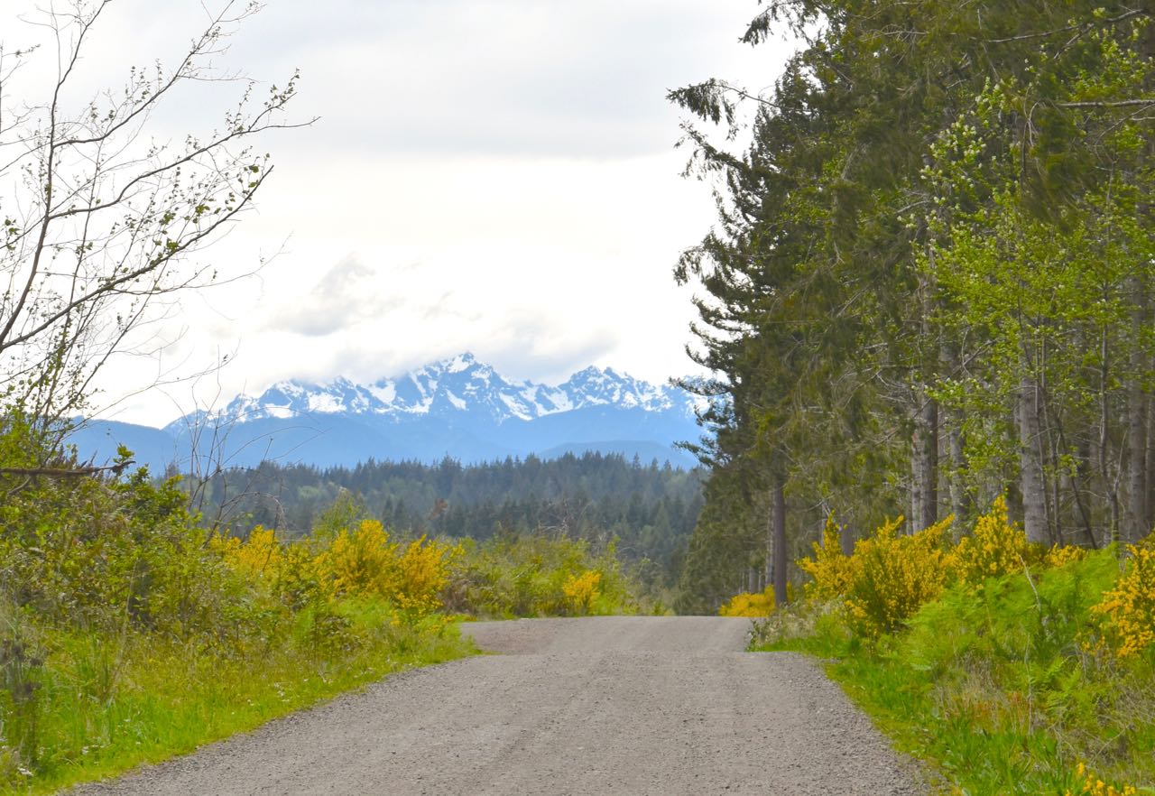 View of the Olympic Mountains from The Divide Community Forest. Photo by GPC Staff.