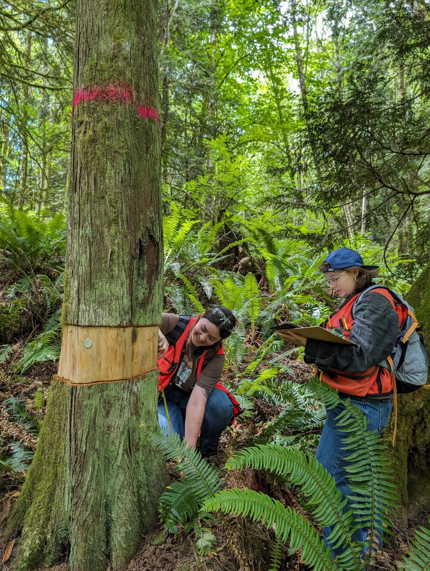 UW capstone students measuring tree girdles